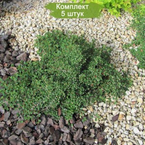 Комплект 5шт / Кизильник лежачий Куин оф Карпет