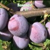 Комплект 5шт / Слива Кубанская Легенда