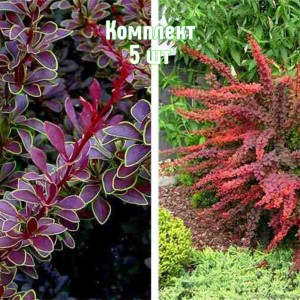 Комплект 5шт / Барбарис Голден Ринг