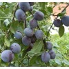 Саженцы Сливы Этюд - 5 шт.: фото и описание