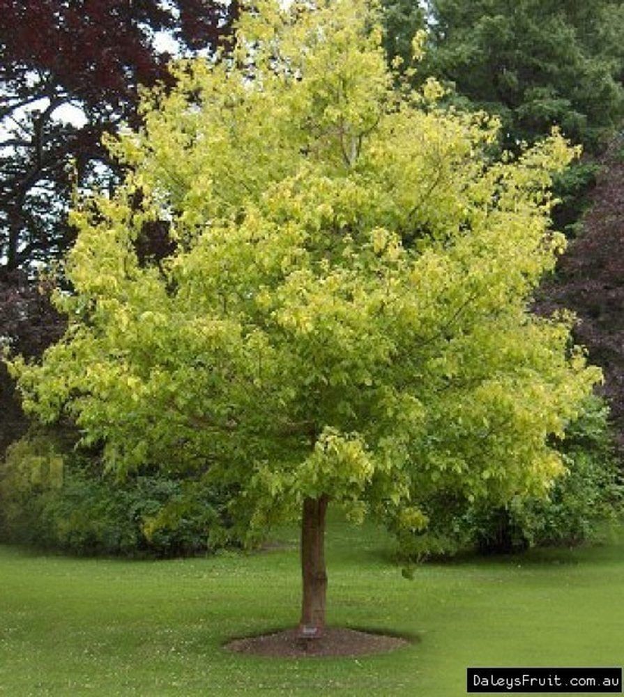 Дерево клен ясенелистный фото и описание
